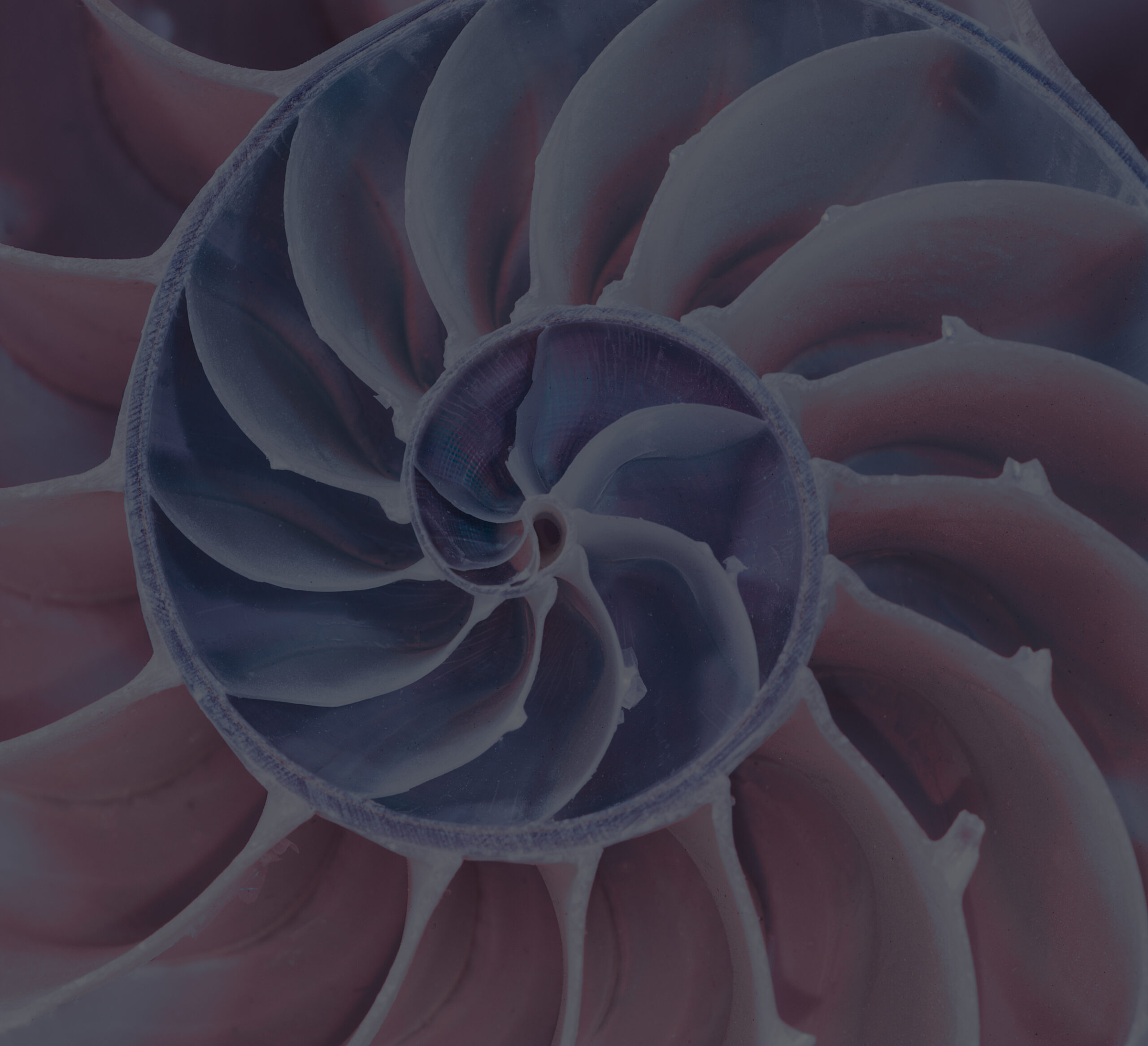 a dark image of the inside of a complex sea shell