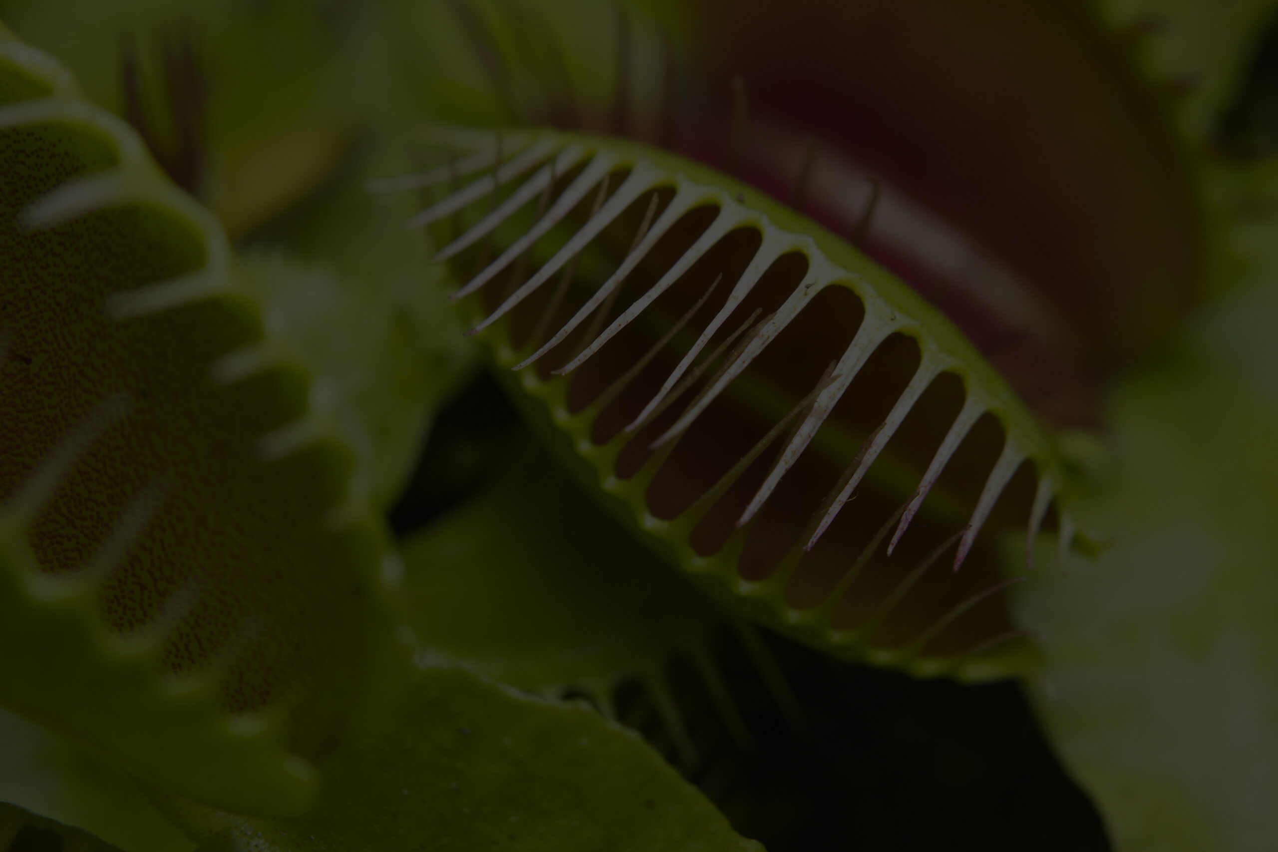 a venus fly trap close up
