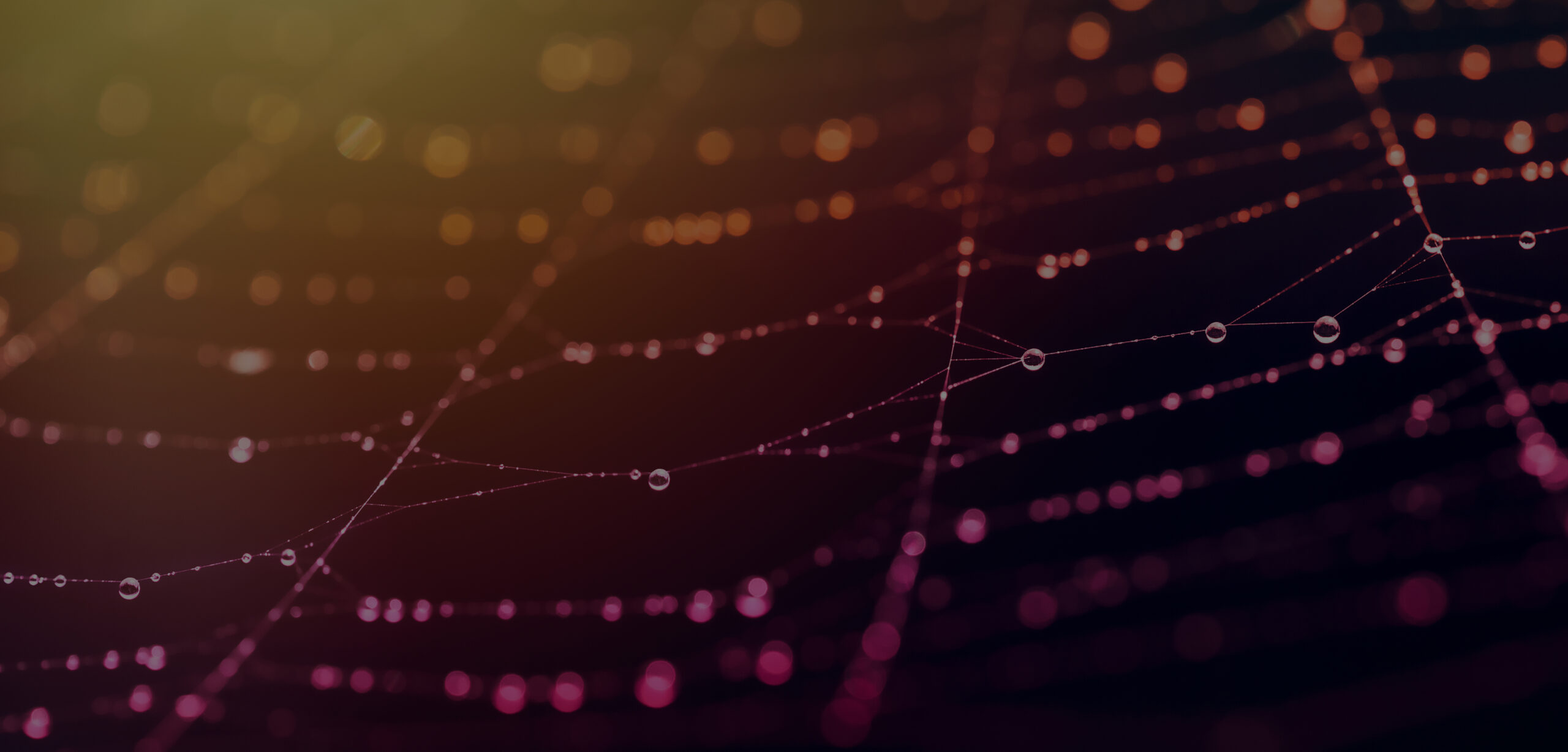 Spider web with droplets representing digital networks and cyber security