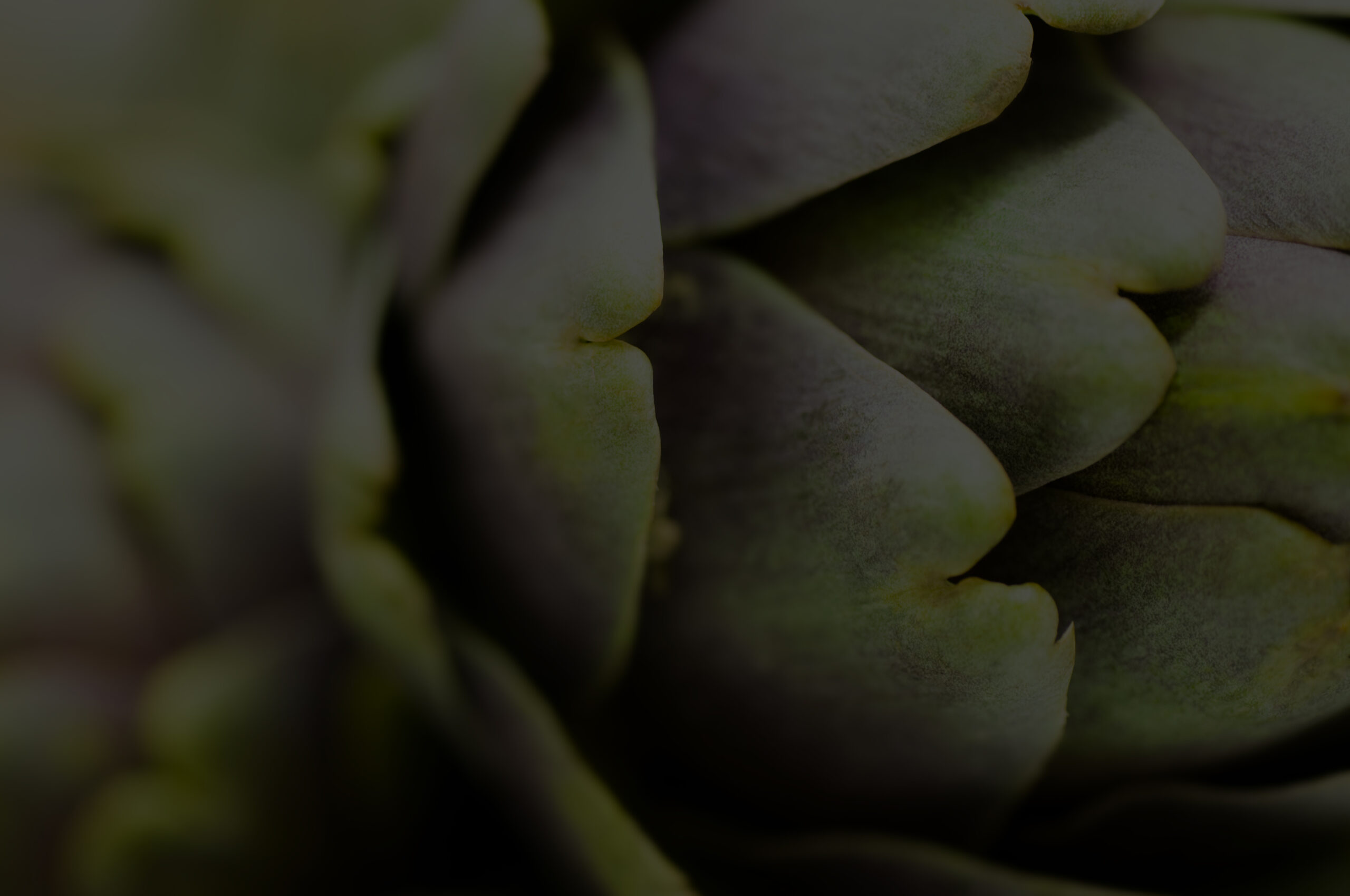 a dark image of the leaves of an artichoke flower