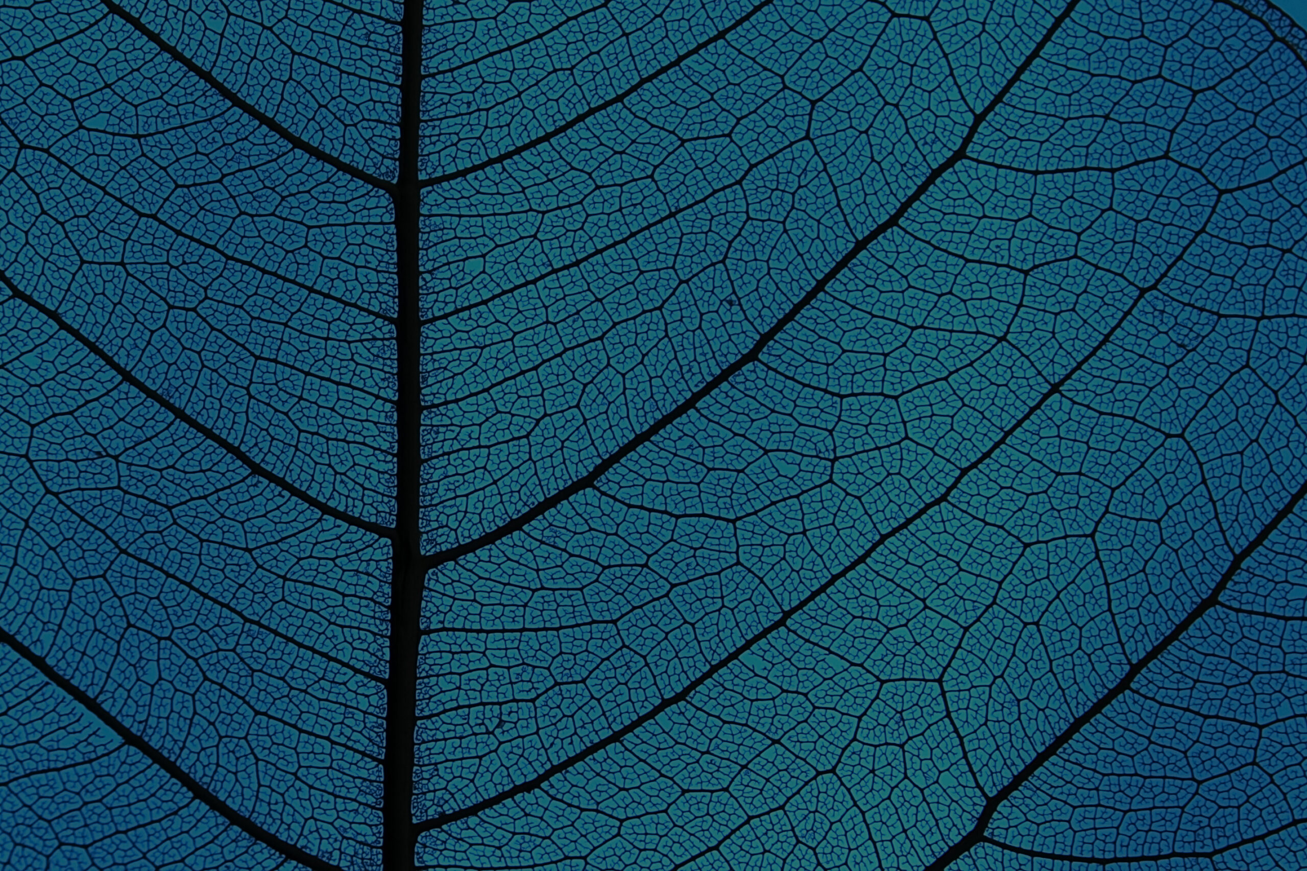 a dark blue leaf with veins close up