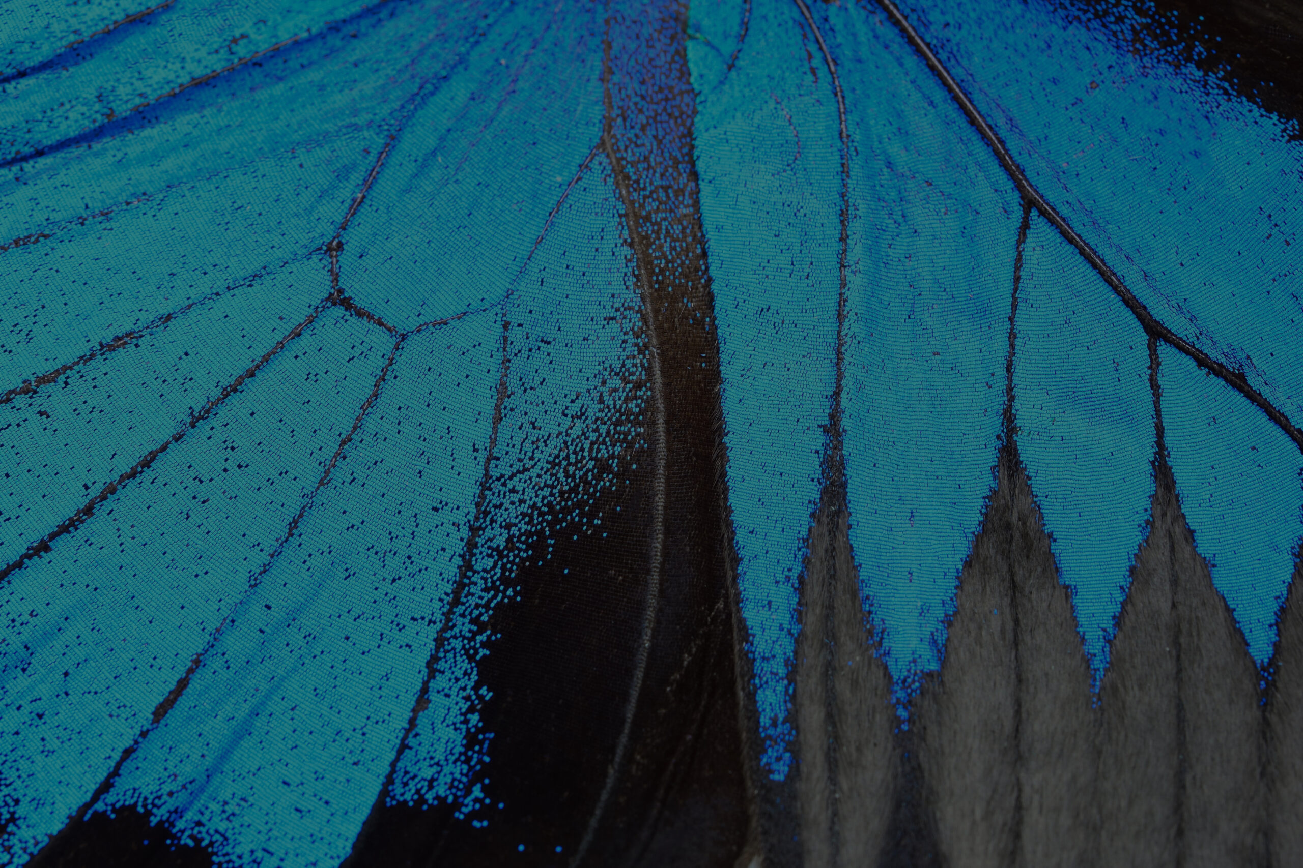 A macro photograph of a leaf