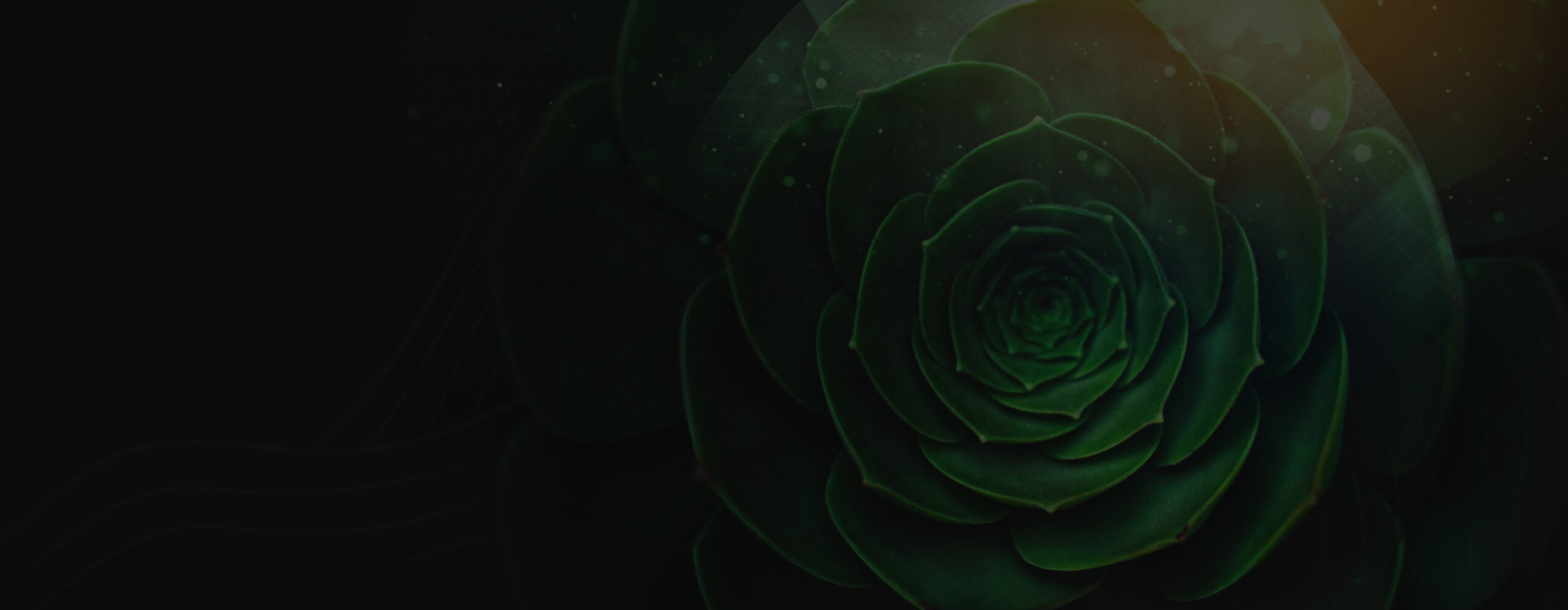 Cabbage flower- representing strength