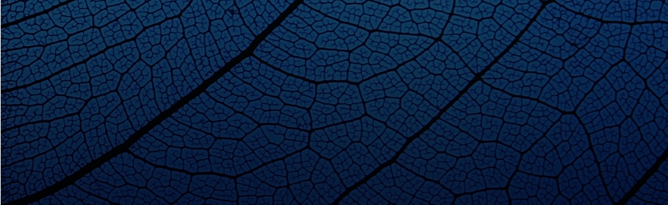 dark leaf veins close up