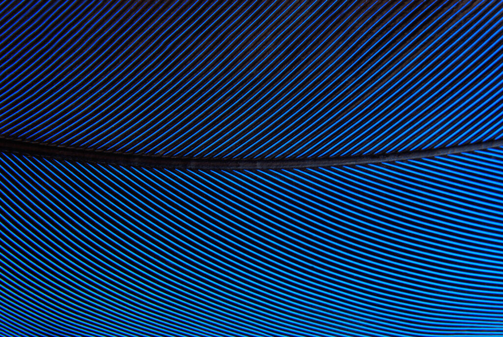 blue zoom leaf pattern